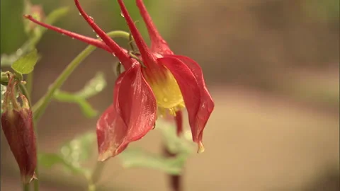 Flower-after rainfall1 Stock Footage 296503840