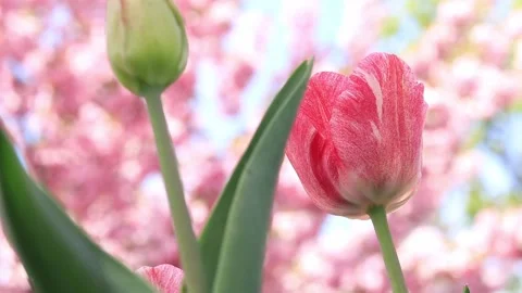 Flower against the backdrop of cherry blossoms. Selective focus Stock Footage 191590137