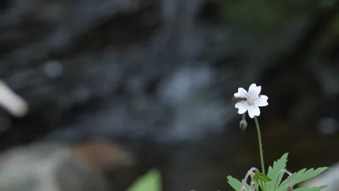 Flower against the backdrop of a waterfall Stock Footage 281652574