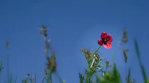 Flower Against The Sky Stock Footage 52699801