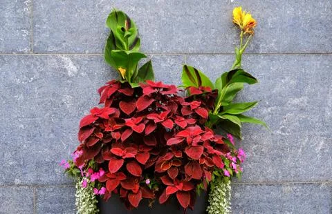 Flower against a wall Stock Photos