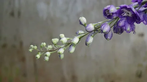 The flower against waterfall Stock Footage 217368596
