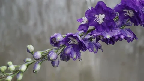 The flower against waterfall Stock Footage 217368602