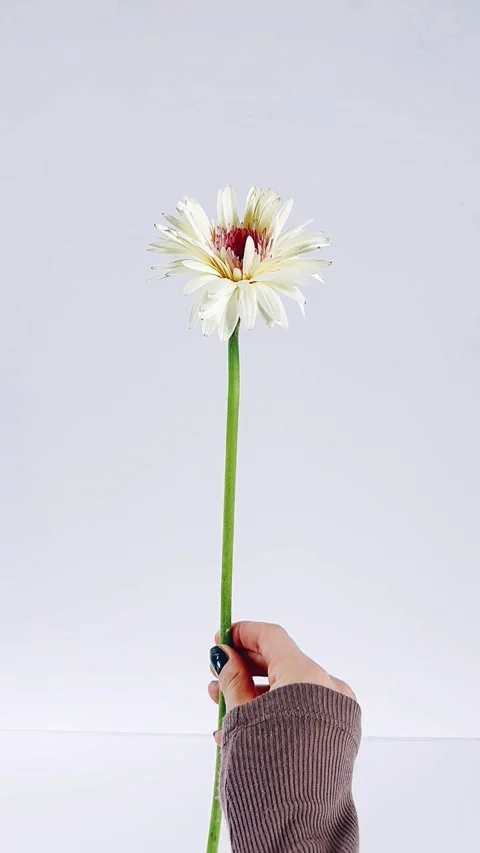 Flower against white background, white background floral, simple flower Stock Footage 307435809