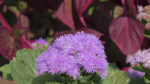 Flower ageratum Stock Footage 54034842