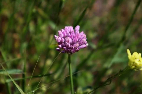 Flower Allium angulosum, the Mouse garlic in late spring. Tbilisi, Georgia Stock Photos