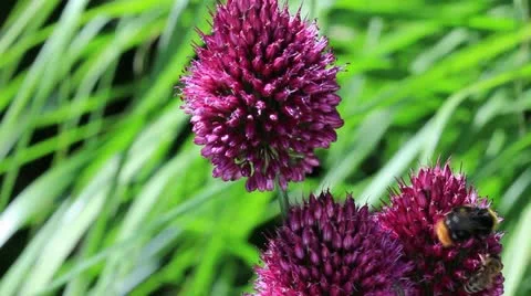 Flower of Allium nigrum Video stock 11454515