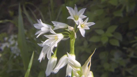 Flower of Allium triquetrum Stock Footage 107220822