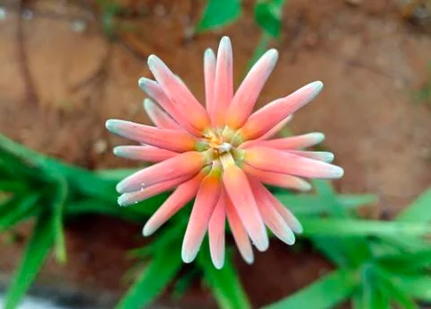 THE FLOWER ALOE VERA Stock Photos