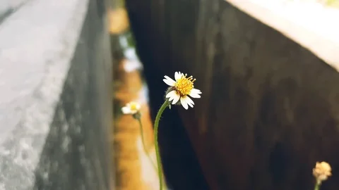 Flower alone 動画素材 87586102