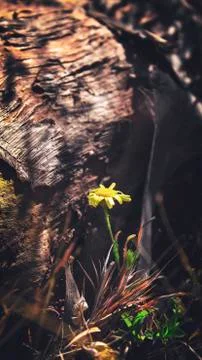 Flower alone Stockfoto's