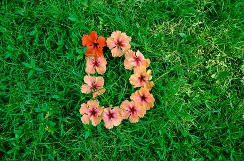Flower alphabet: letter d Fotos de archivo