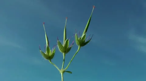 This flower already without petals, soon autumn Stock Footage 10701064