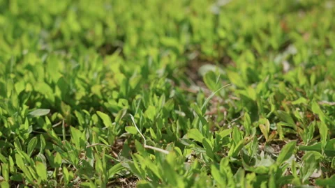 Flower among greenery. Lone yellow flower brightens green pasture landscape. An Stock Footage 341661008
