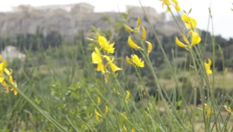 Flower and acropolis Stock-Footage 8914063