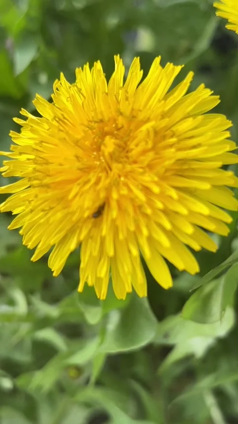 Flower and ant close-up. Bright yellow dandelion macro top view Stock Footage 330465890