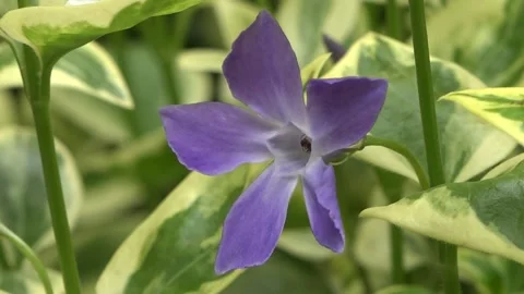 Flower and Ant 库存影片 153370363