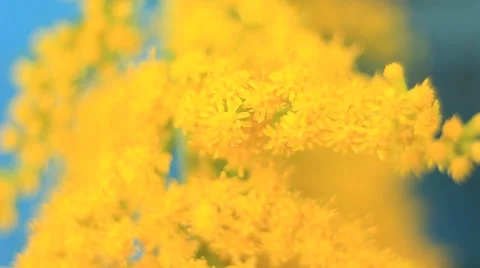 Flower and beautiful petals macro Stock Footage 53611706