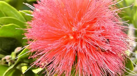 Flower and bee 2 Stock Footage 10841501