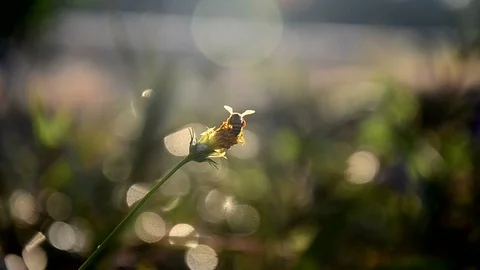 Flower and Bee 3 Stock Footage 108086545