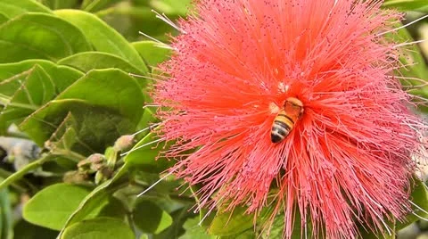 Flower and bee Stock Footage 10841477