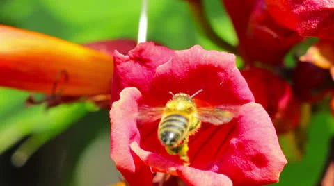 Flower and bee Stock Footage 26319483