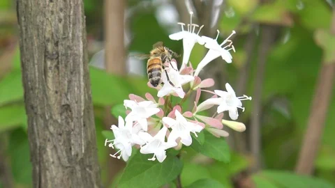 Flower and bee Video stock 92398398