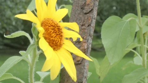 Flower and the Bee Stock Footage 128134695
