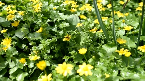 Flower and bee Stock Footage 154323096