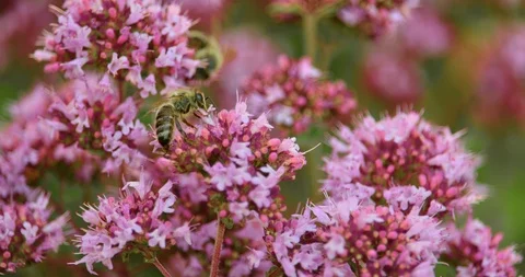 Flower and bee macro shot Stock Footage 92446817