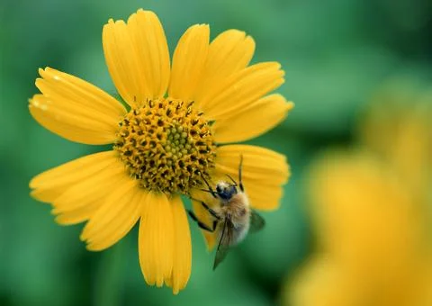 Flower and Bee Stock Photos