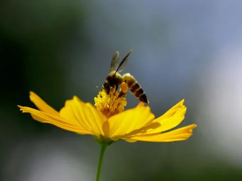 Flower and bee Stock Photos