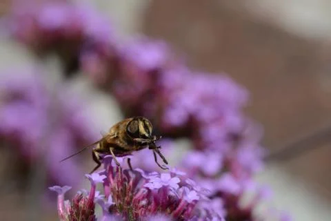 Flower and the bee Stock Photos