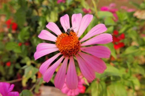 Flower and bee Stock Photos