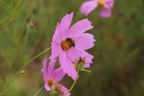 Flower and Bee Stock Photos