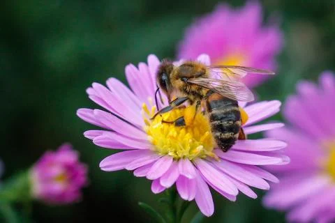 Flower and bee Foto stock