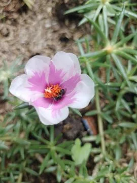 Flower and bee 库存照片