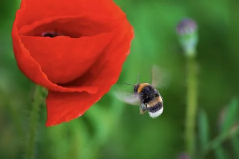 Flower and bee Stock Photos