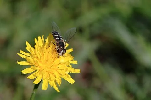 Flower and bee Stock Photos