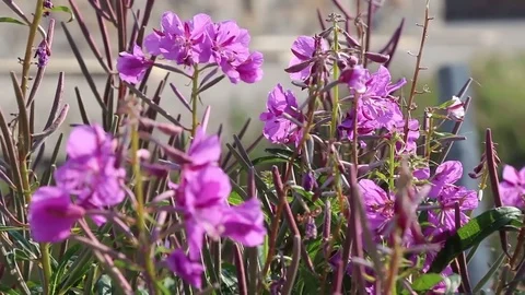 Flower and bees close up Video stock 82020556