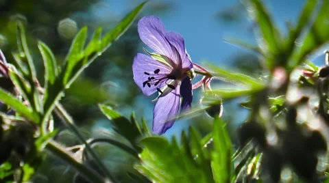 Flower and Bees Stock Footage 64792859