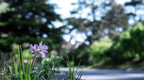 Flower and Bicycle Stock Footage 49079293