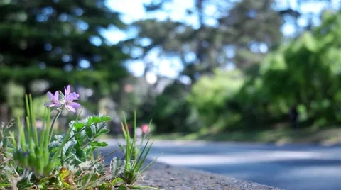 Flower and Bicycles Stock Footage 49079456