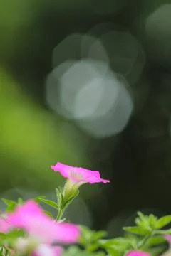 Flower and bokeh Stock Photos