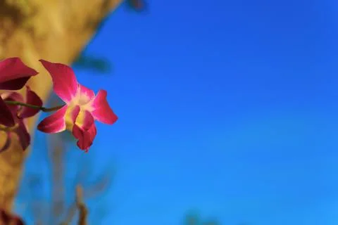 Flower and branches Stock Photos