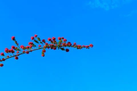 Flower and branches Stock Photos