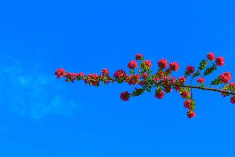 Flower and branches Stock Photos
