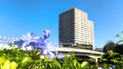 Flower and bridge view Stock Footage 321666028