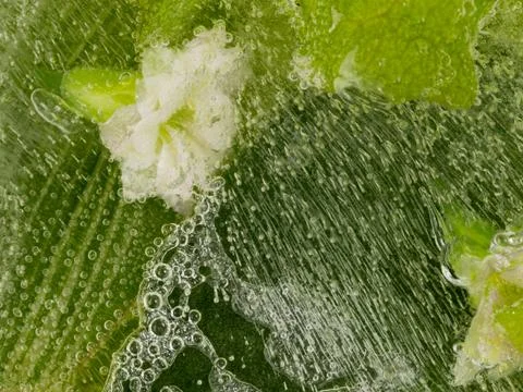 Flower and bubbles Stock Photos