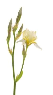 Flower and buds of iris Foto stock